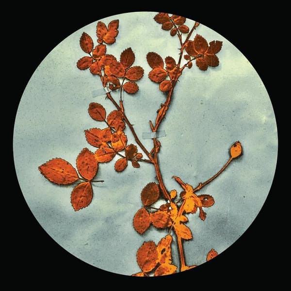 The Bramble — Jorge Gamarra, D'Marc Cantu | Vinilo